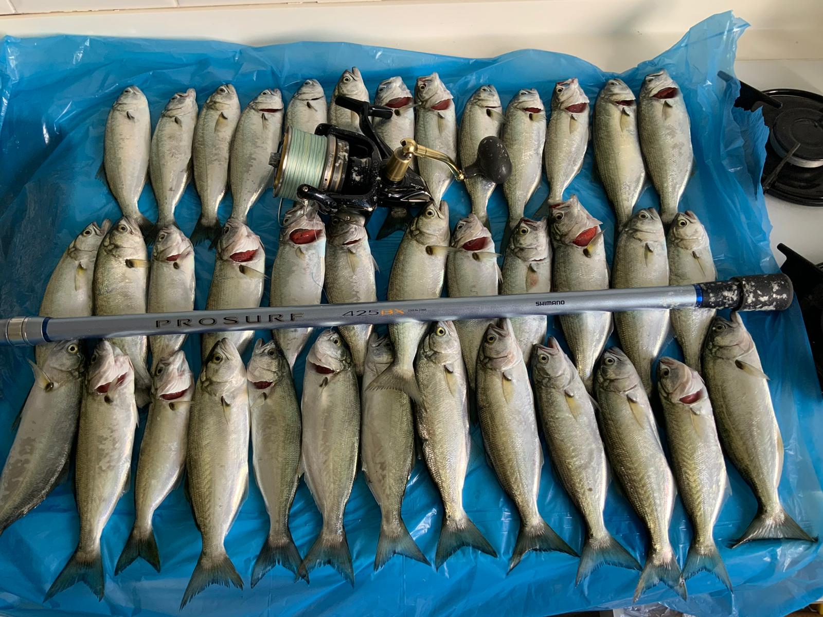 20 Kasım 2020 İstanbul Aşiyan kurşun arkası balık avı